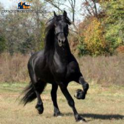 Industria para nutri��o animal